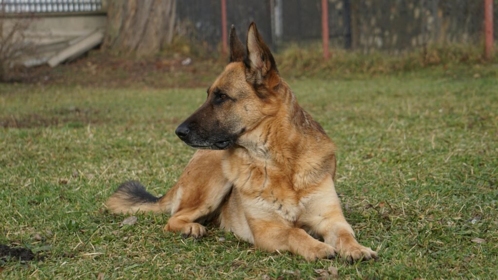 A German Shepherd dog lying calmly on grassy ground during daylight outdoors.